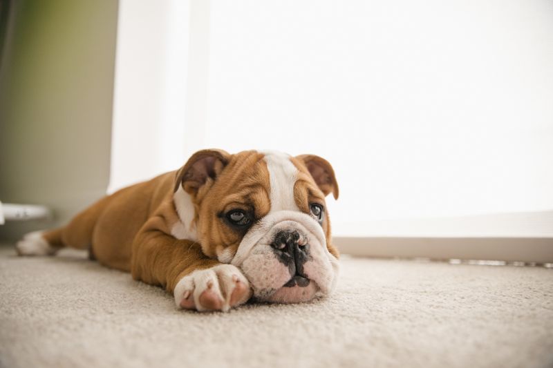 Pet Stain Carpet Repair